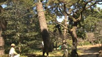 樹齢150年のクロマツには大きな亀裂が…栗林公園で異常が見つかった樹木3本を伐採　高松市