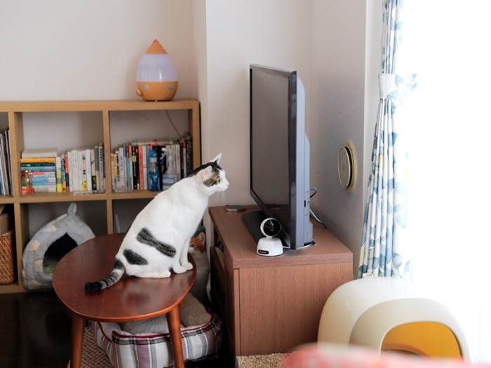 謎！ 何も写っていないのにテレビを凝視するロロ。