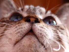 猫の口元「ふぐふぐ」の愛で方　コロコロ変わるその表情、全方位から味わい尽くせ