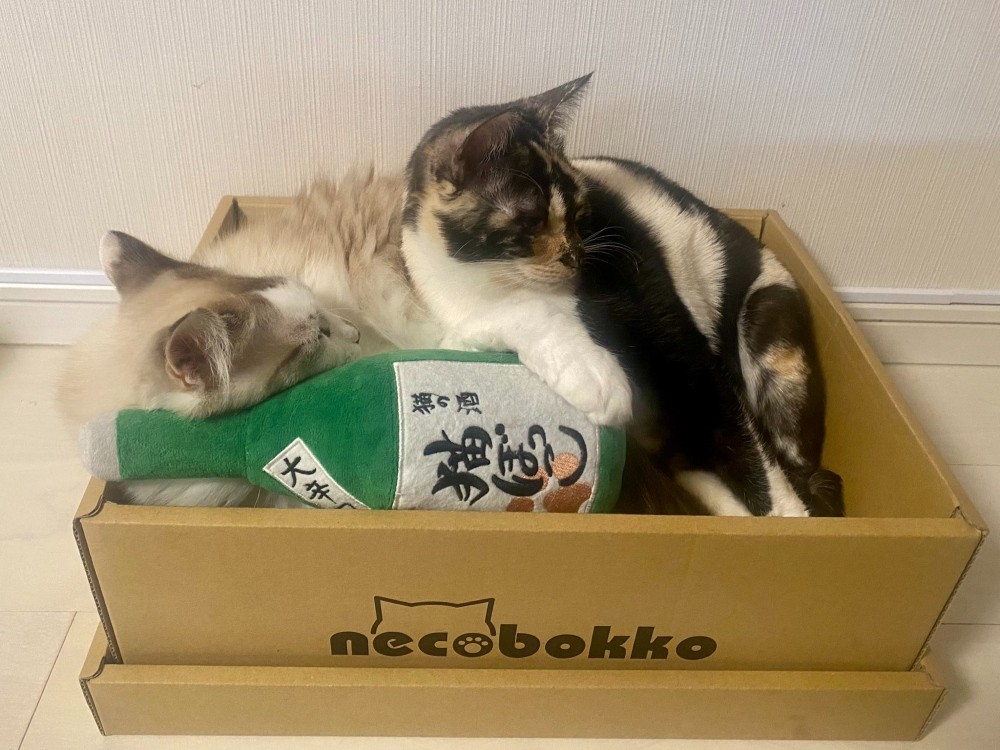 この覗き方かわいすぎん？」→猫たちの目的は？ 想像ふくらむ写真に