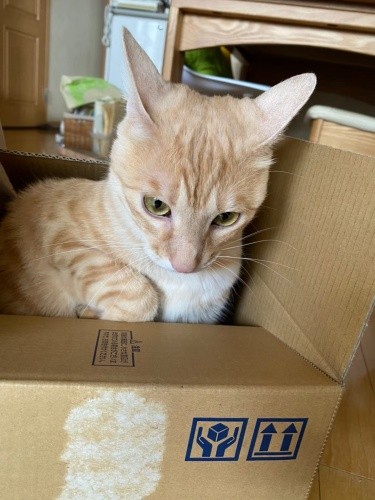 箱を見つけると、すぐにスッポリ入ってしまう