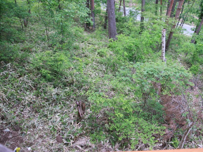 山の家を手に入れたときの敷地のようす