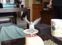 花沢さんの訓練により、誘導されると体重測定のために秤にのることもできます（提供：花沢りん吉さん）