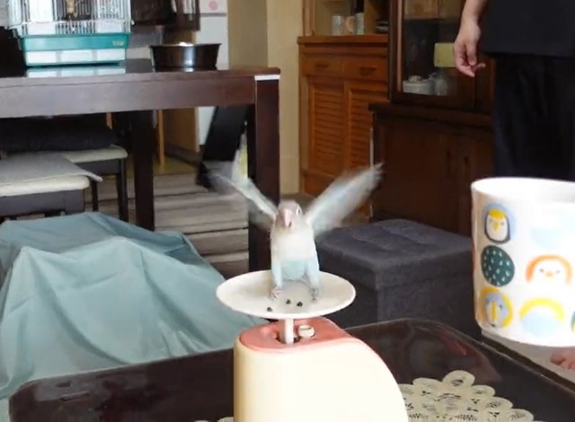 花沢さんの訓練により、誘導されると体重測定のために秤にのることもできます（提供：花沢りん吉さん）