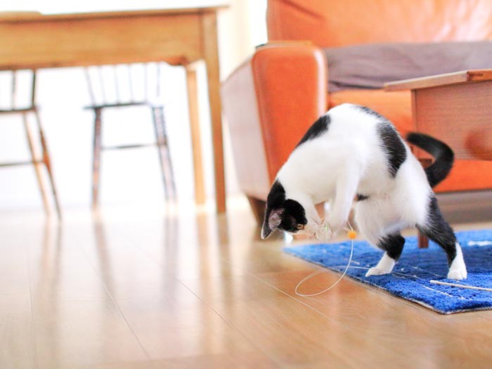どりゃー！子猫って柔道家みたい。