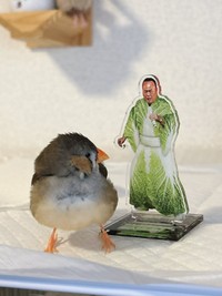 「白菜たかし」を見つめるしめじちゃん（画像提供：ハクサイーヌ（固定）@レタスの飼い主さん）