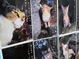 猫の飼育放棄なくしたい…　共生を考える「ねこフェスタ」