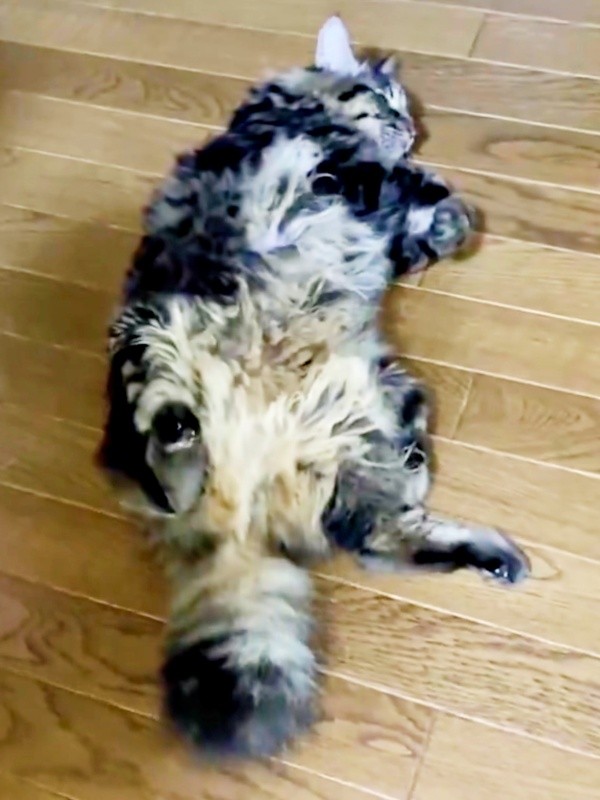 ふさふさで立派なかぎしっぽをもつたまちゃん（画像提供：ハナちゃん）