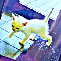 お迎え当時、生後1カ月だったチャーリーくん（画像提供：half&herbさん）