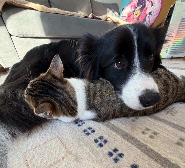 上目遣いが可愛すぎるしずくちゃん（提供：ボーダーコリーしずくさん）