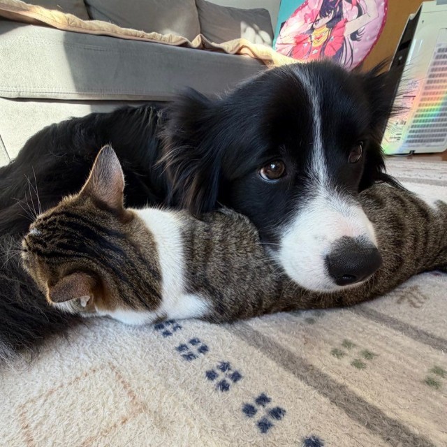 上目遣いが可愛すぎるしずくちゃん（提供：ボーダーコリーしずくさん）