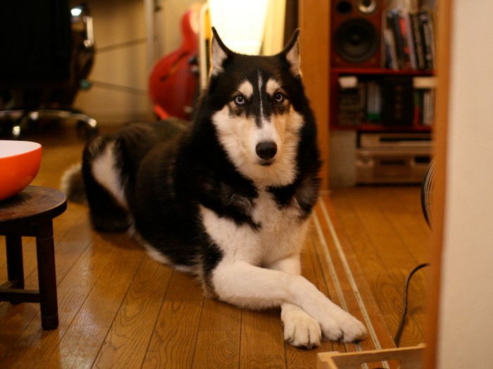 間抜け顔で、ときどきイケメン