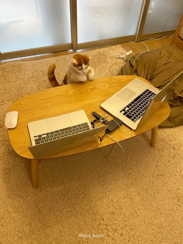 興味深そうにZoomに向かう猫ちゃん（@sco_horn提供）