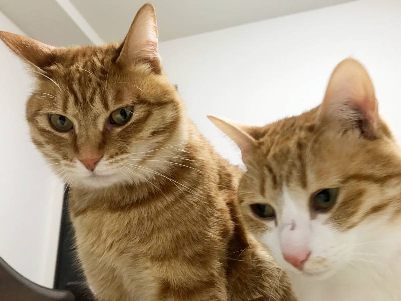 飼い主さんの頭上から寝起きを待ち構える兄弟