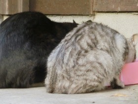 野良猫へのエサやり規制条例　「譲渡に力を入れるべき」の声も