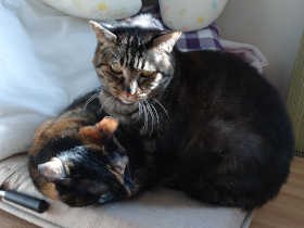 なぜまわる…？　子供の寝かしつけで思い出した、猫らのナゾ儀式