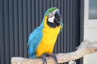 ルリコンゴウインコ（提供：劇団ペンターズ🐧イマイケルさん）