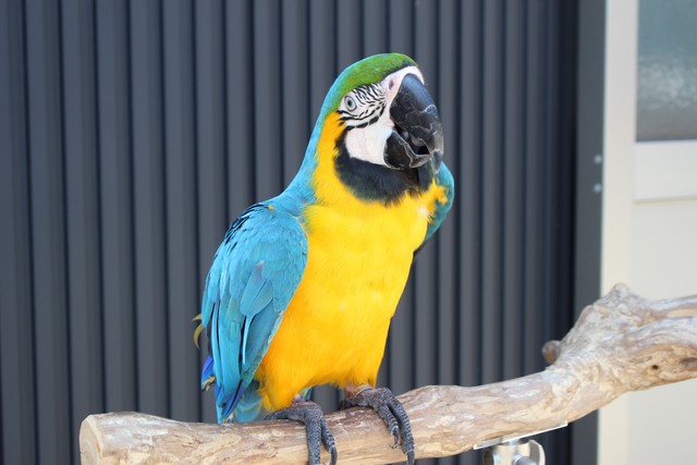 ルリコンゴウインコ（提供：劇団ペンターズ🐧イマイケルさん）