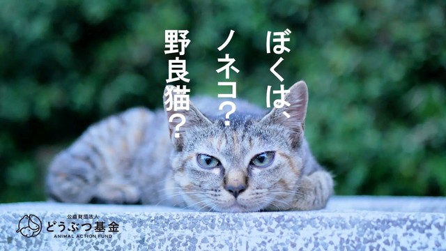 環境省と農林水産省は、「生態系被害防止外来種リスト」の改定を巡り猫全般を示す「イエネコ」へ変更する案を撤回。従来どおり「ノネコ」の表記を維持する方針に（どうぶつ基金提供）