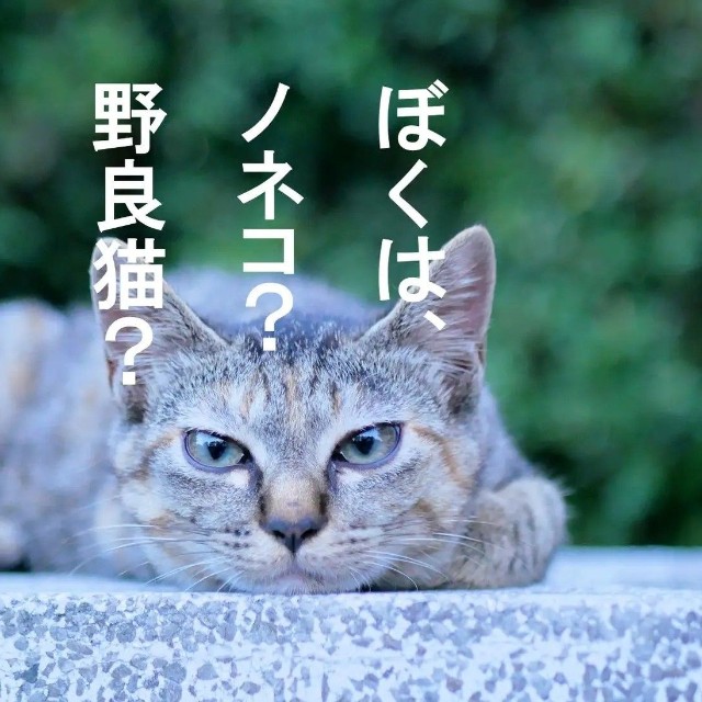 環境省と農林水産省は、「生態系被害防止外来種リスト」の改定を巡り猫全般を示す「イエネコ」へ変更する案を撤回。従来どおり「ノネコ」の表記を維持する方針に（どうぶつ基金提供）