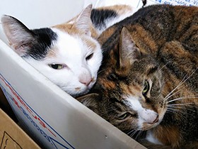 引っ越し直前に愛猫が庭に逃げて戻らない！　【ペットの事件簿】