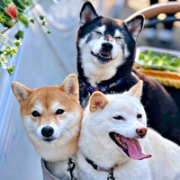 色違いのクッション選び（！？）が話題になった（左から）赤柴「ずんだ」ちゃん、黒柴「小豆」ちゃん、白柴「安豆」ちゃん（画像提供：黒柴小豆と白柴安豆と赤柴ずんだはタヌキさん）