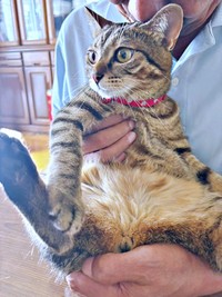 抱っこされてくつろぐチャッピーちゃん（画像提供：やわいさん）