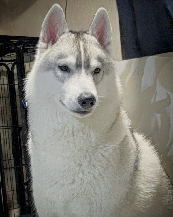 神々しさを感じるイケワンの福丸くん（画像提供：ふくまる＋ぶな＝さん）