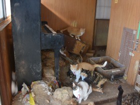 猫２４匹、多頭飼育崩壊　強烈な糞尿の臭いに白骨化した死骸も