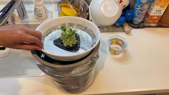 液体肥料のバケツに移したところ。小さな芽が出てきています（提供：みかんぼーや1987さん）