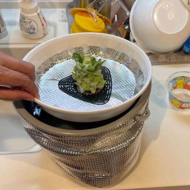 液体肥料のバケツに移したところ。小さな芽が出てきています（提供：みかんぼーや1987さん）