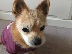 ママのベッドがお気に入り　甘えん坊のミックス犬「クッキー」