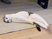 まさに『柿の種』！ 注目を集めたセラくん（画像提供：今日、セラさん）