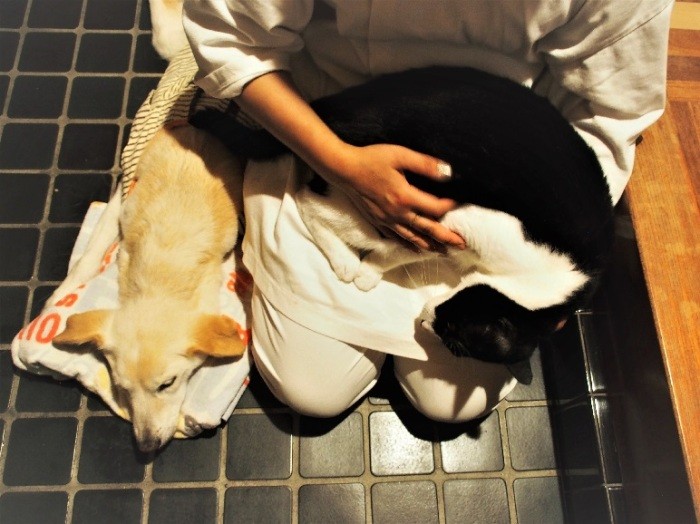 はなに寄りそう直実さんときのこ