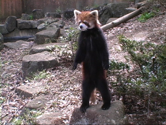ボクだって立てるんだよ。直立する風太くん＝2005年5月・千葉市動物公園提供