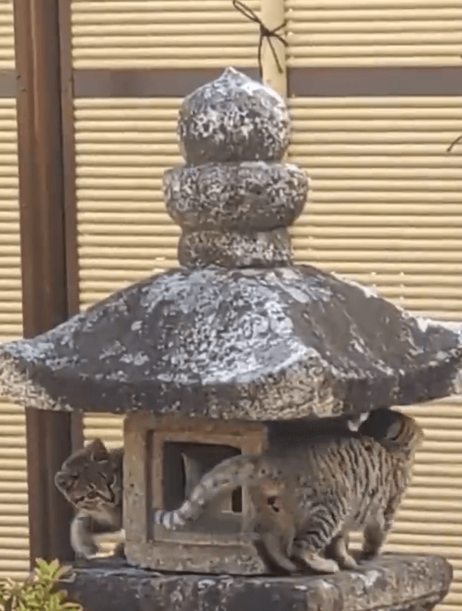 2匹の猫が灯篭でぐるぐる（住職提供）