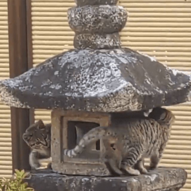 2匹の猫が灯篭でぐるぐる（住職提供）