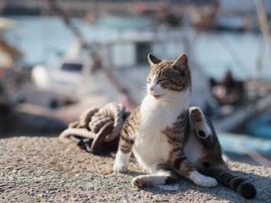 瀬戸内海での～んびり暮らす猫たちの写真集　猫番組から誕生