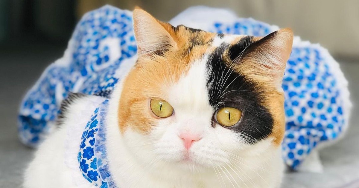 a449f7aa1b41c8b8421cf3240eac48