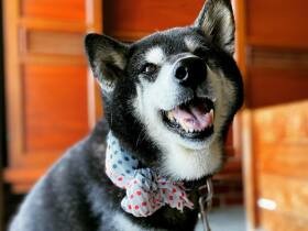 ここぞの時はやさしい子　ひんやり手ぬぐいを巻いてニッコリする黒柴の「ちゃつみ」