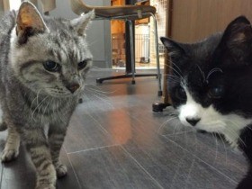 老猫ホームで友達との出会いと別れ　遊んで添い寝して…