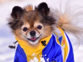 おもちゃ投げてー！　雪の上を楽しく走って遊んだMIX犬「あんず」