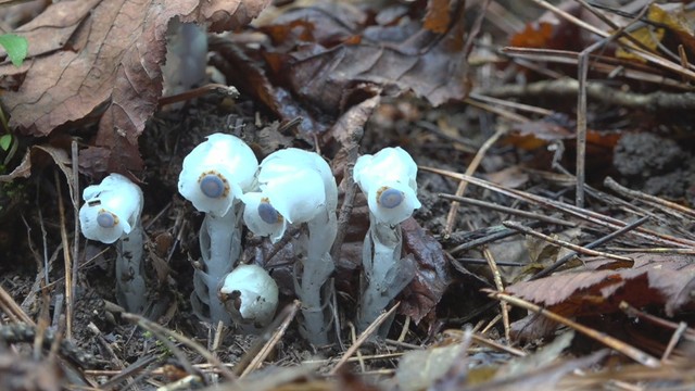 ギンリョウソウ　寒霞渓　香川・小豆島町　25日