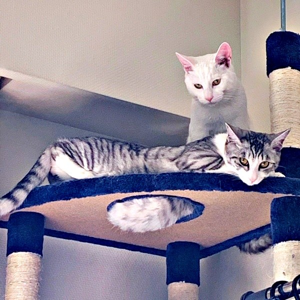 キャットタワーの上で仲良く遊ぶ（手前）センちゃん、（後ろ）テンちゃん（画像提供：M家猫沢山さん）
