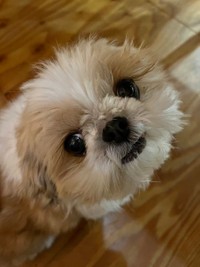 お父さん出張中なんだ、早く帰ってこないかな＝小谷&名犬おすし号さん（@bushidojodo）提供