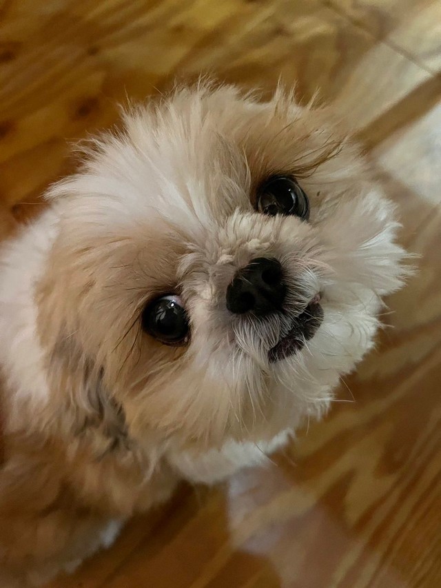 お父さん出張中なんだ、早く帰ってこないかな＝小谷&名犬おすし号さん（@bushidojodo）提供