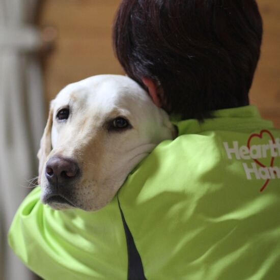 犬の温かな身体を抱きしめる安心感