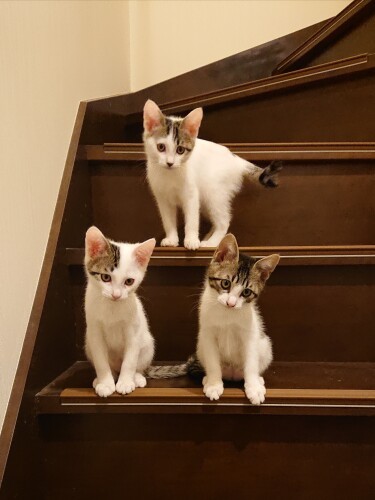 階段の3匹（裕子さん提供）