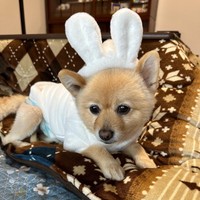 うさぎの衣装を着たポメくん（画像提供：飼い主さん）