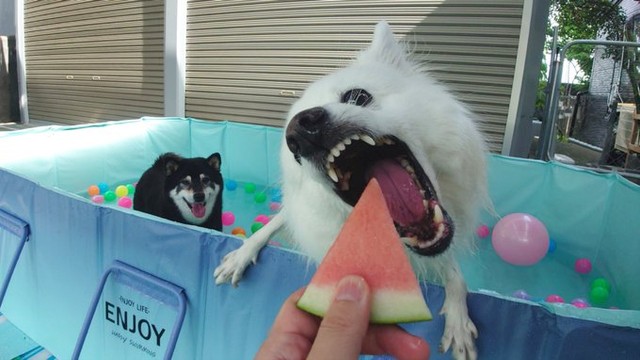 夏のプールでスイカをガブリ（提供：くーさんママさん）